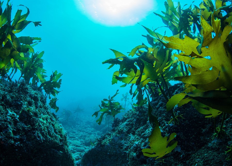 Organic Kelp: A Super-food Containing 40 Minerals!